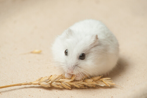 skin winter dwarf hamster