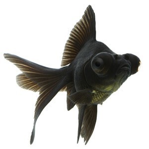 black moor goldfish aquarium