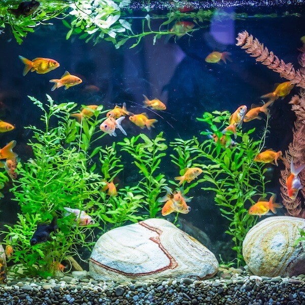 goldfish aquarium 2 serial
