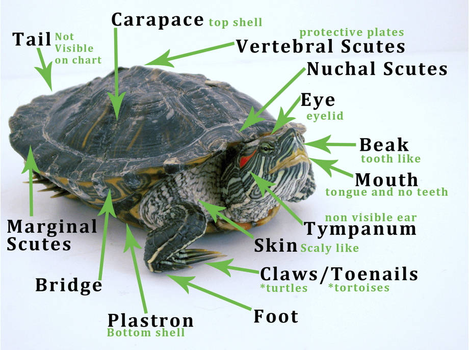 turtle-anatomy