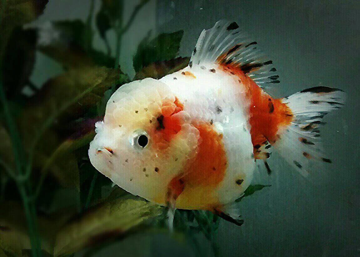 15-different-types-of-goldfish-breeds-caring-pets