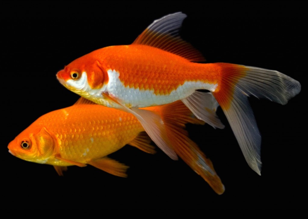 fair goldfish care