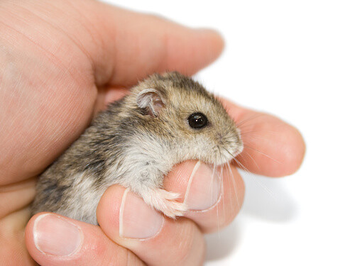 smallest hamster