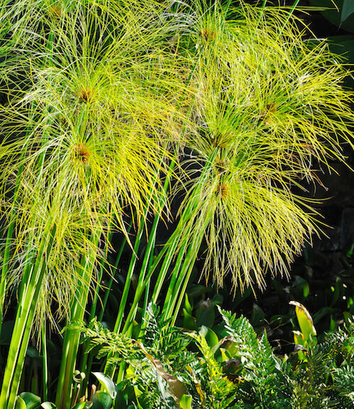 Growing Marginal Aquatic Plants In A Goldfish Pond