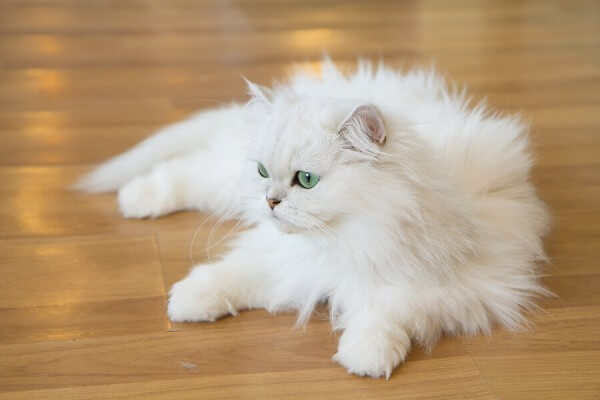 Caring for a Persian Cat - Caring for Pets