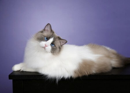 Caring for a Ragdoll Cat - Caring for Pets