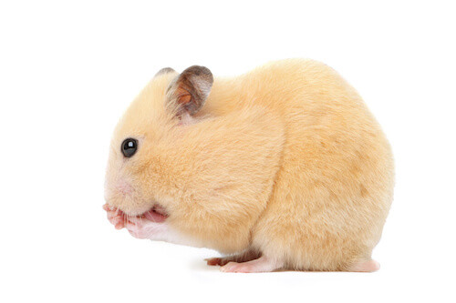 short haired syrian hamster