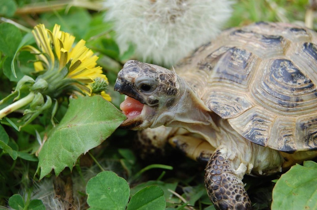 Turtle Habitat Setup - How to Take Care of a Turtle