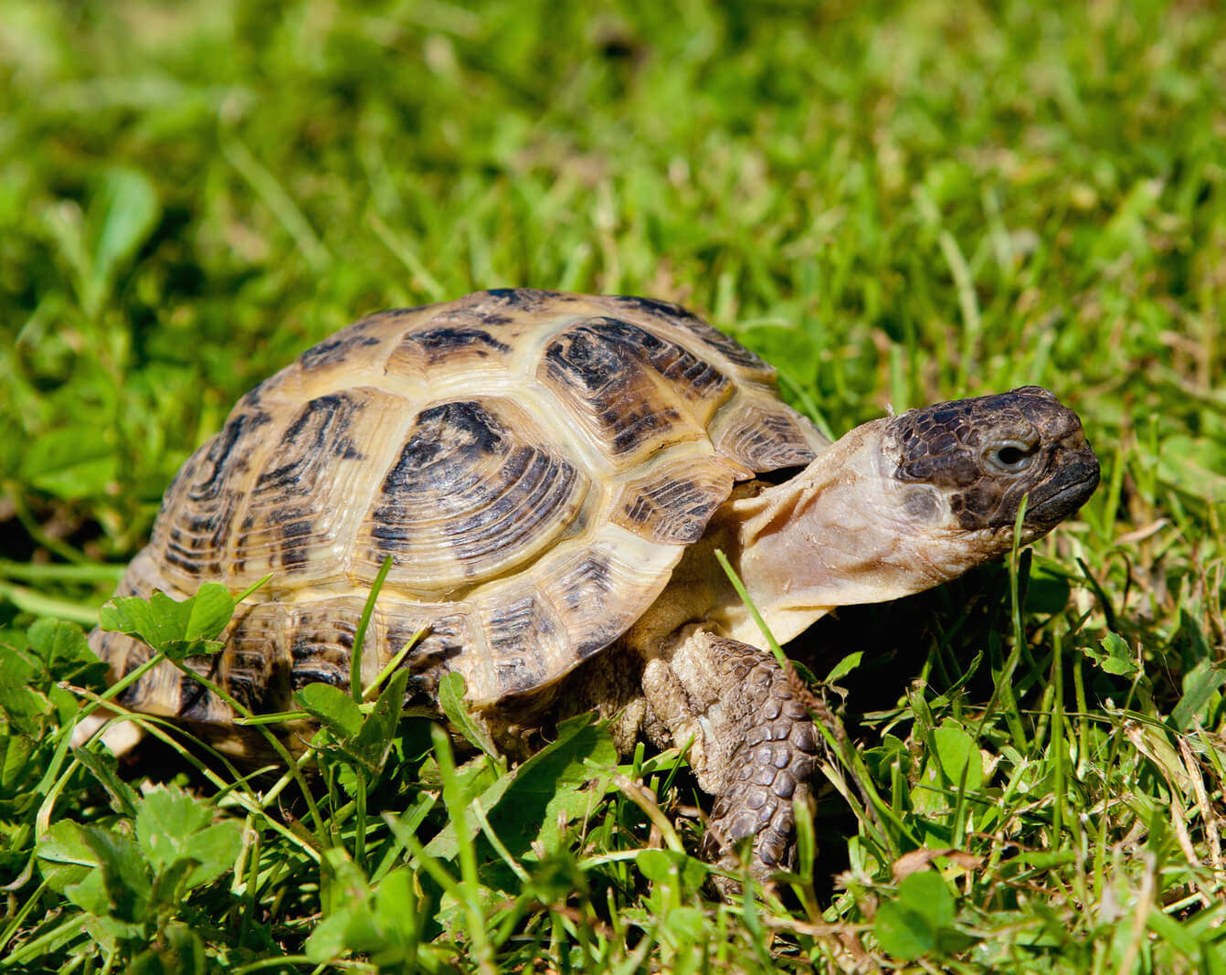 pet tortoise types