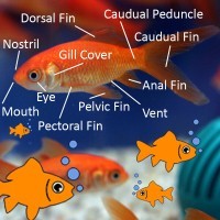 Goldfish Anatomy: Body, Eyes, Ears, Nose, Gills, Scales, More