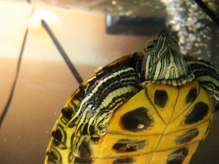 Types of Aquatic Water Turtles - How to Select a Pet