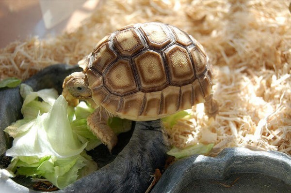 What Tortoises, Aquatic and Box Turtles Eat : Feeding & How Often