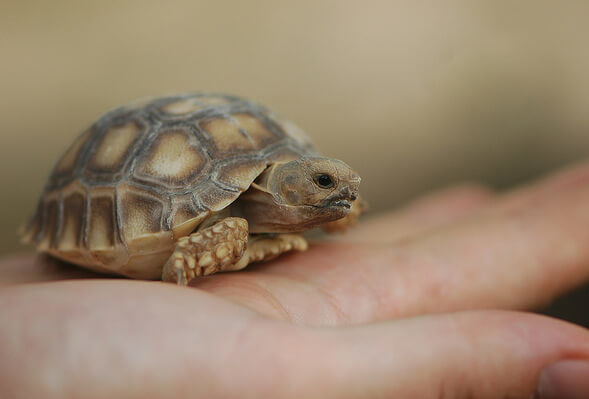 Raising Baby Turtles - How to Take Care of a Turtle