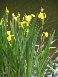 How to Plant Water Iris Plants in a Backyard Pond