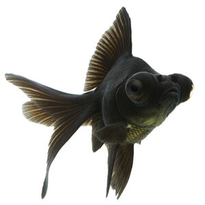 black-moor-goldfish.jpg