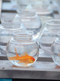 fair goldfish care