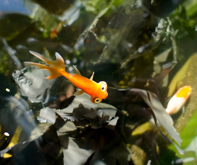 celestial-goldfish.jpg