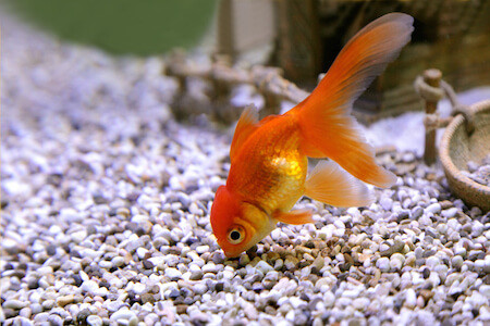goldfish aquarium cleaner
