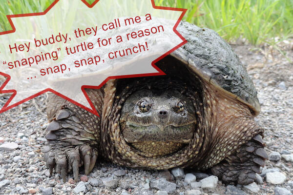 will a snapping turtle eat a puppy