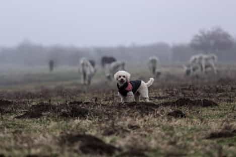 how do you train a dog to herd sheep