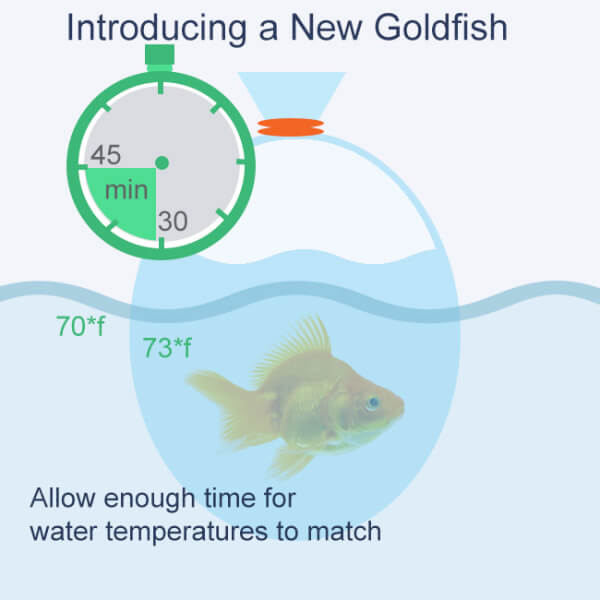 temperature for goldfish aquarium