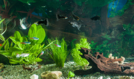 How to Take Care of a Freshwater Fish Tank - Caring for Pets