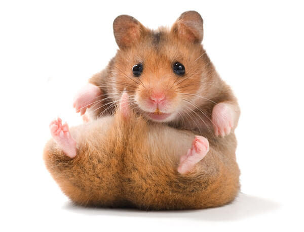 Lumps on a Hamster: The Causes & How to Treat