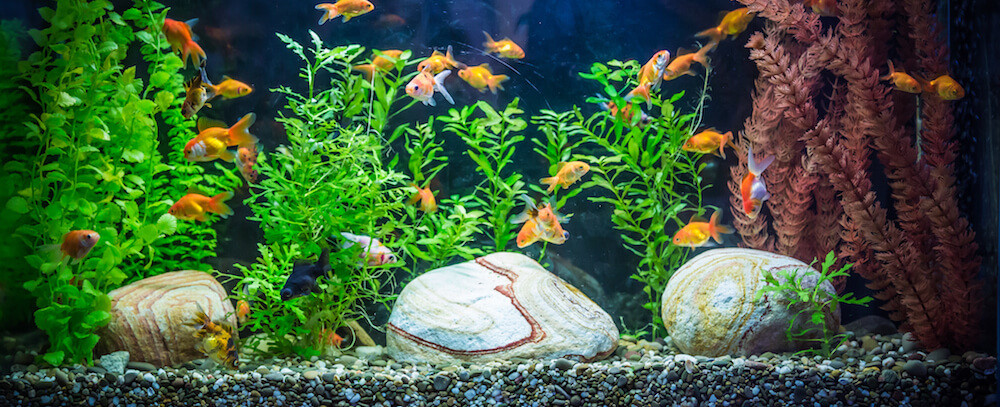 aquarium decor aquarium goldfish aquarium