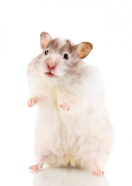 Hamster Body Language & Behavior: What It Means