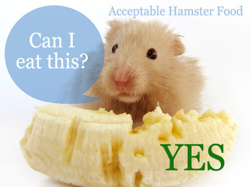 Djungarian Hamster Diet List