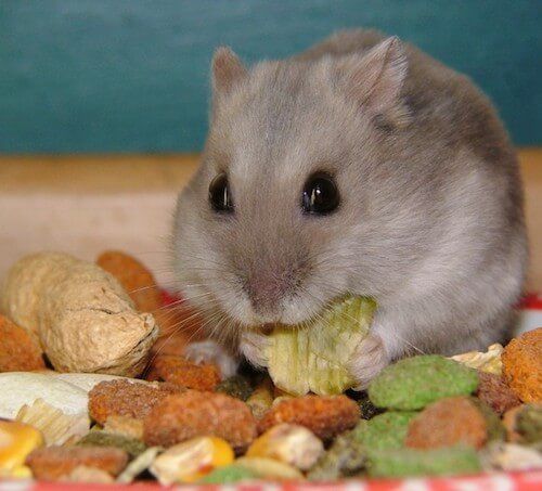 Hamster Healthy Diet