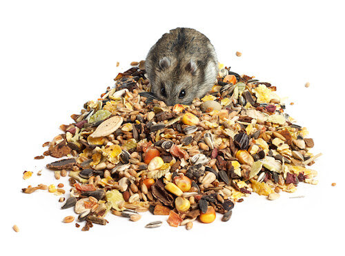 Hamster Food, Treats & Diet: What Types, How Much & Often