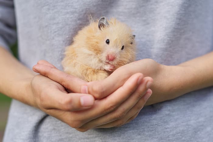 Expert Guide: Teddy Bear Hamster - Care, Lifespan, & Tips