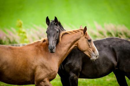 A Guide for Managing DSLD in Horses - Caring for Pets