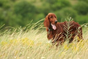 10 Tips on How to Care for an Irish Setter - Caring for Pets