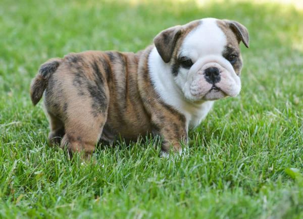 What Dog Breeds Have Wrinkled Foreheads? - Caring for Pets