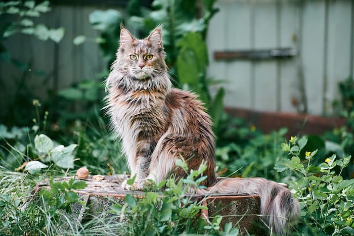 The Silver Torbie Maine Coon - Caring for Pets