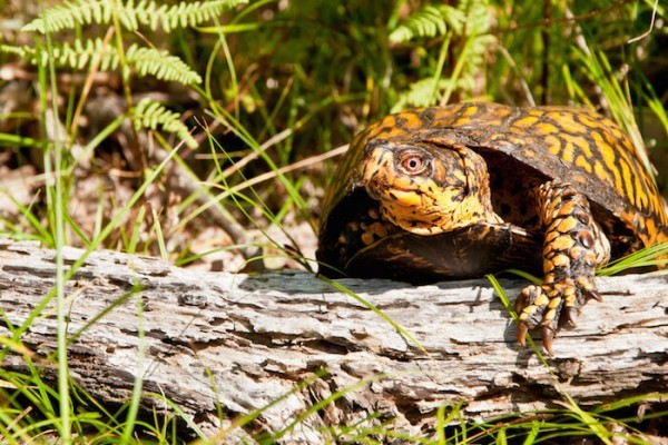 Turtle Habitat Setup - How to Take Care of a Turtle