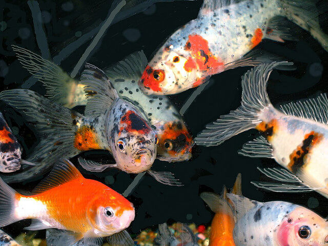 pond goldfish types