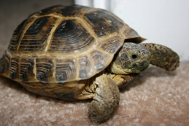 pet tortoise types