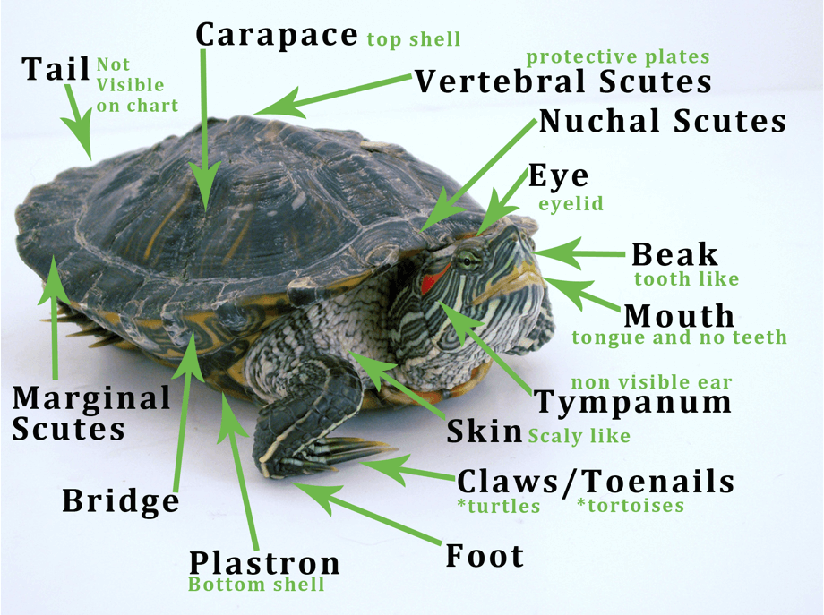 Comparing Types Of Turtles Tortoises Classifications Characteristics