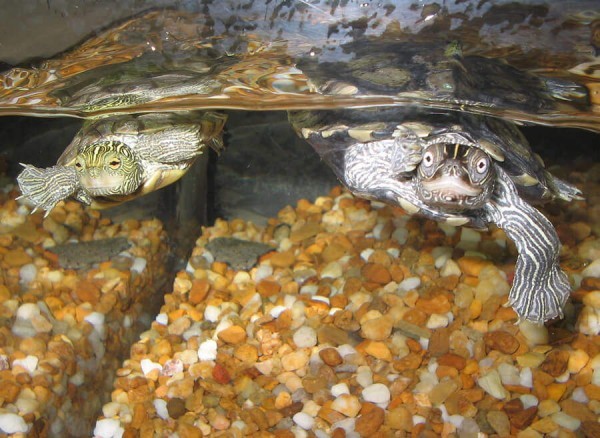 Turtle Aquarium Tank - How to Take Care of a Turtle