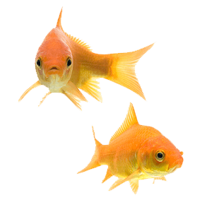 pond goldfish types
