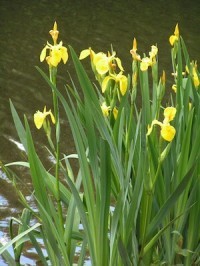 Outdoor Garden Ponds - How to Take Care of a Turtle